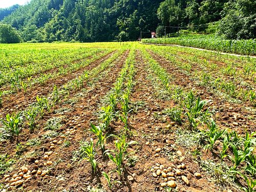 搶夏收 抓夏種 奮力落實糧食生產任務