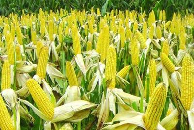 通過種植糯玉米和刀豆,他短短幾個月就賺5了萬元