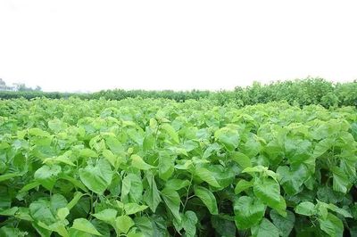 農業(yè)未來5年種植側重點