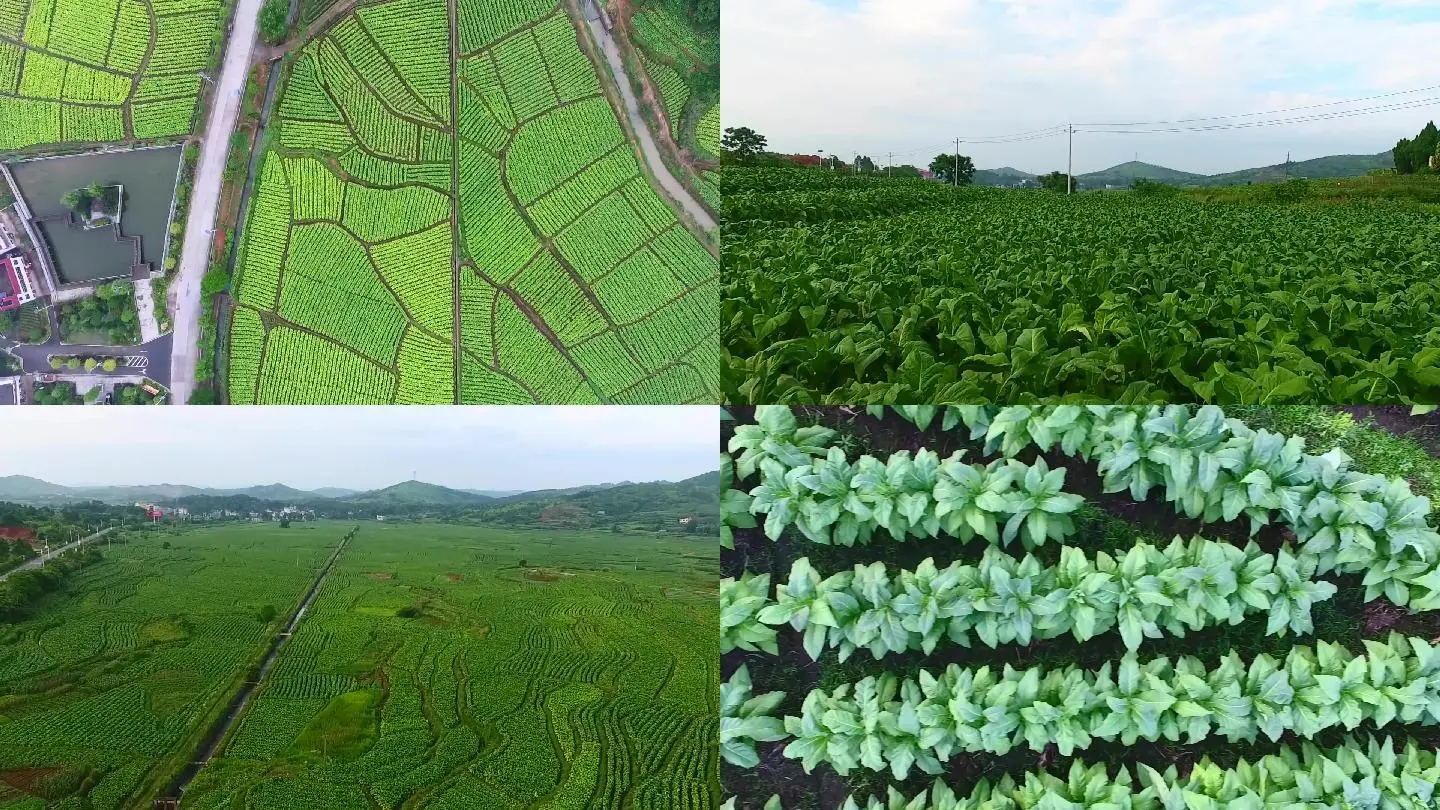 煙草煙葉種植基地
