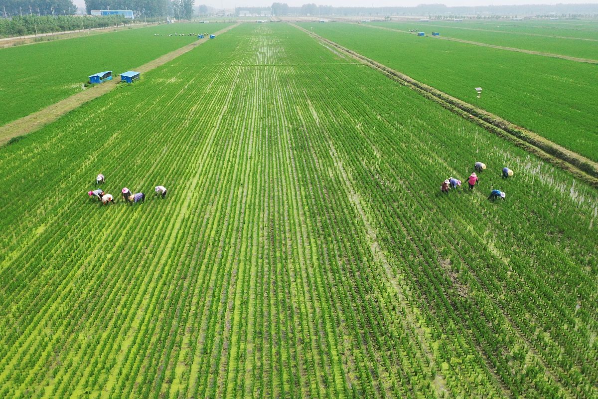 糧食安全與田地,人的生存密切相關,具體體現在以下幾個方面:   田地是