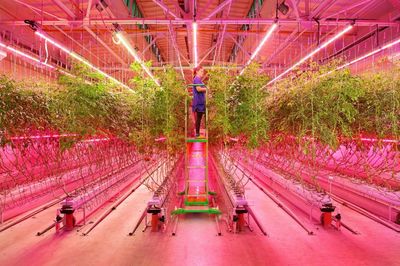 昕諾飛攜手俄羅斯企業RIAT打造全新人工照明方式種植番茄等
