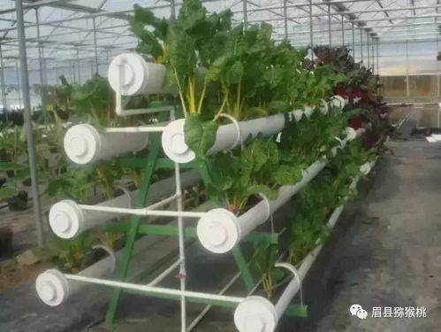 什么叫新型農(nóng)業(yè) 設(shè)施農(nóng)業(yè)與生態(tài)農(nóng)業(yè)全方位發(fā)展