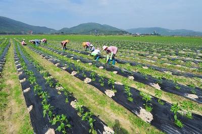 海南:臺(tái)風(fēng)過后種植戶忙自救