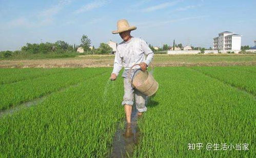 果農們注意了,想要磷肥施肥效果好請記住這幾點