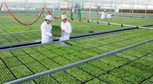 饑餓的警鐘已經敲響 極端天氣頻發帶來減產,糧食安全如何保障