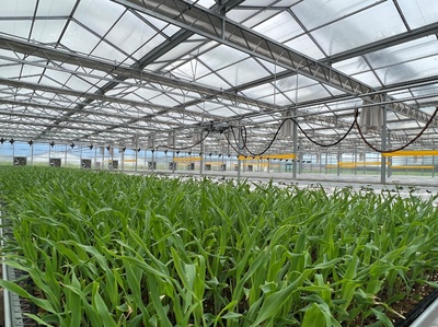 示范園種植區內,農作物長勢喜人。寧陽縣委宣傳部供圖