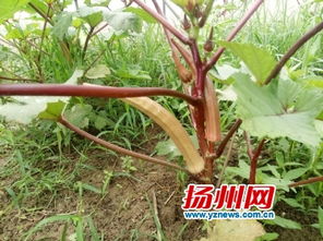 揚州有座國家級農作物 試驗工廠 百種新奇蔬果入駐