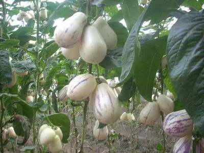 農(nóng)村小伙有思路,種植人參果發(fā)家致富