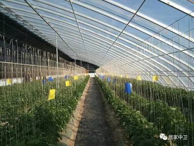 【今日觀察】“1+5”特色產(chǎn)業(yè)蓬勃發(fā)展 --中衛(wèi)現(xiàn)代農(nóng)業(yè)煥發(fā)新活力