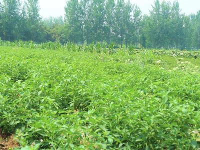 農(nóng)民種植一種"最賺錢的農(nóng)作物",3畝收入30000元,有啥秘訣?
