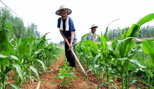 農(nóng)民種田要考證引發(fā)熱議 到底是怎么回事,農(nóng)民種田該如何考證