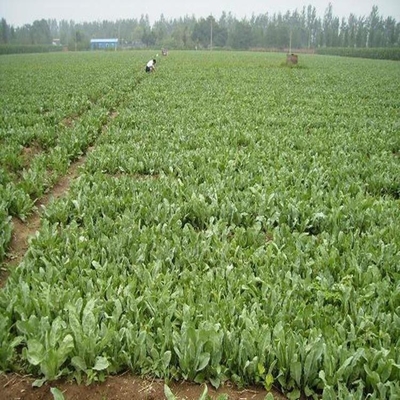 【大青根除草劑板藍(lán)根種子種植全過程】價(jià)格_廠家_批發(fā)_參數(shù)_圖片_農(nóng)作物種子種苗欄目