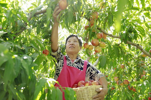 河北廣宗 特色農(nóng)產(chǎn)品種植助農(nóng)增收