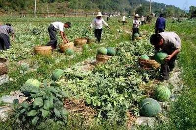 木壘縣特色農(nóng)作物帶動(dòng)農(nóng)民增收致富