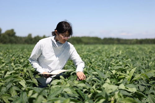 北大荒集團長水河農場 科學田間調查 為作物推廣筑牢根基