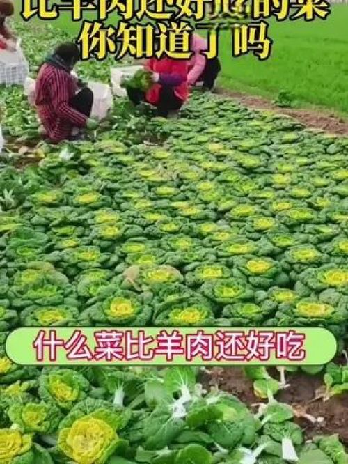 立秋播種,下霜采收,可以一直吃到過年 優質農產品 家庭種植 三農 種菜