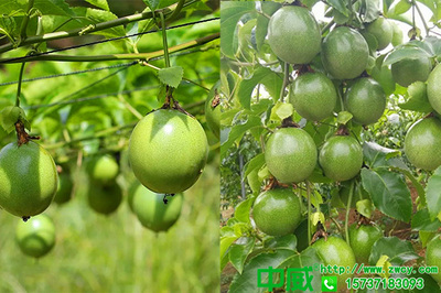 百香果怎么種植產量高?百香果用什么肥料坐果多?