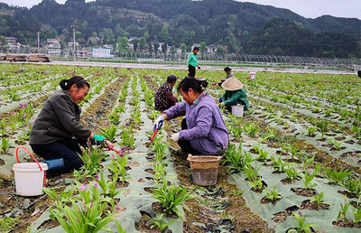 農村高山適合種植什么?適合高山種植的農作物
